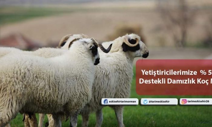 Eskişehir’e %50 Hibeli Damızlık Koç Müjdesi