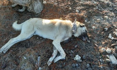BEYLİKOVA  DOĞANOĞLU’DA AVCILAR KÖPEKLERİ KATLETTİLER.