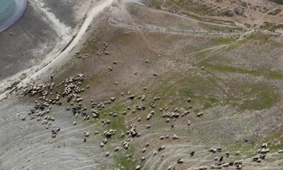 Keskin Mahalle Muhtarından sürüler için “Sınır İhlali” talebi