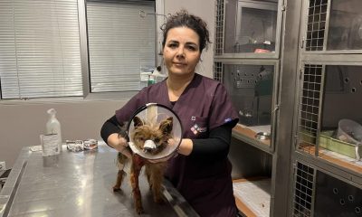 Şehrin Ortasında, Hamamyolunda Pitbull Vahşeti
