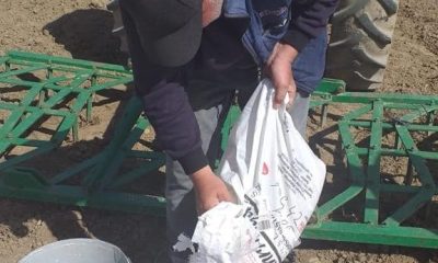 İscehisar’da yağ üretiminde kullanılan Aspir Koç42 bitkisi ekildi