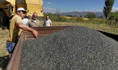 Simav’da üreticilere 4 bin 250 kilo yağlık ayçiçeği tohumu dağıtılacak