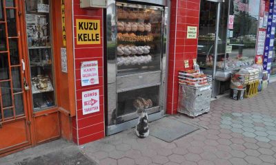 Yiyemediği etleri hayranlıkla izledi