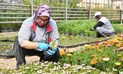 Tepebaşı renk renk