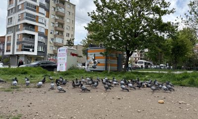 Kuşların ekmek büfesi yanında kırıntı nöbeti
