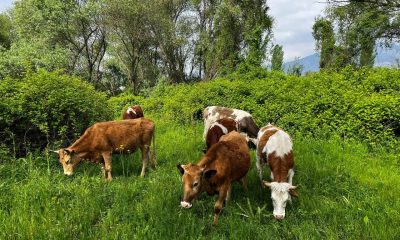 El değmemiş yaylalarda otlayan hayvanların kartpostallık manzarası