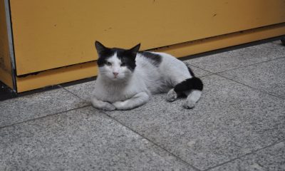 Otogarı mesken edinen ‘Paslak’ yazıhanenin maskotu haline geldi