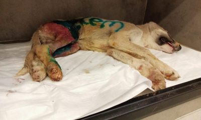 Aracıyla yavru köpeğe çarpıp kaçan şoför güvenlik kamerasına yakalandı
