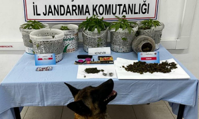 Ormanlık alanda kenevir yetiştiren şüpheli şahısların evlerinde uyuşturucu maddeler ele geçirildi