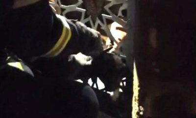 Bahçe kapısına sıkışan yavru köpek işte böyle kurtarıldı