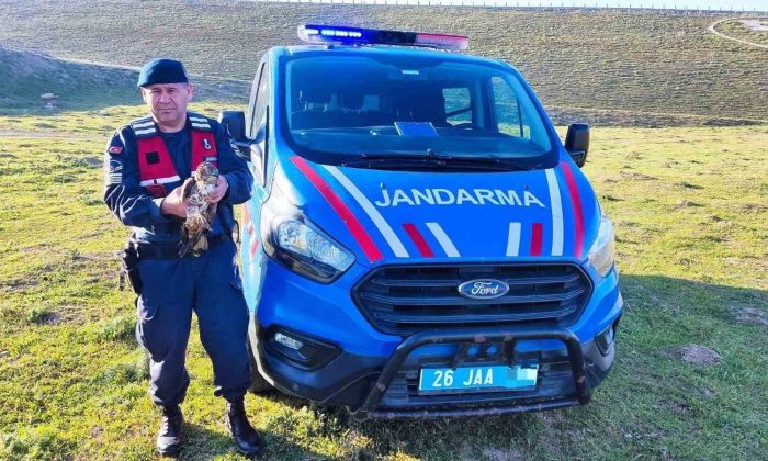 Yaralı halde bulunan ‘Şahin’ jandarma ekiplerince tedavi ettirildi