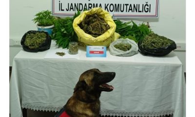 Şüpheli şahsın evinde 223 kök kenevir ve 1 kilo 895 gram kubar esrar ele geçirildi