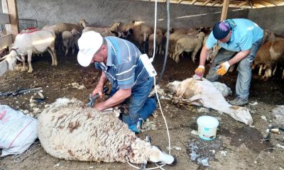Günyüzü’nde koyun kırkım sezonu başladı