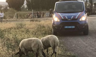 Kaybolan kurbanlık koyunları jandarma ekipleri buldu