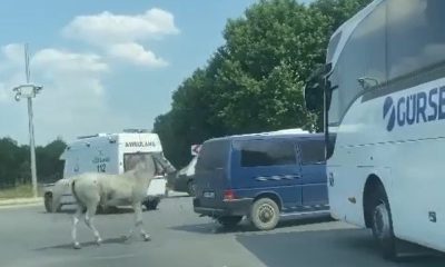 Minibüsün arkasına at bağlayan sürücü hakkında gözaltı kararı çıkartıldı