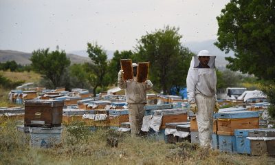 Fenni arıcılık kredi desteği