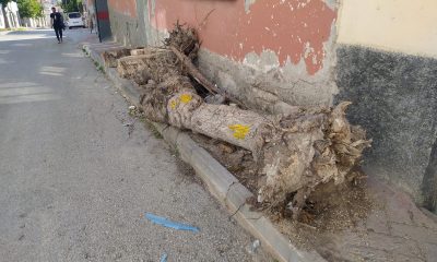 Bu kütüklerin kaldırımda ne işi var?