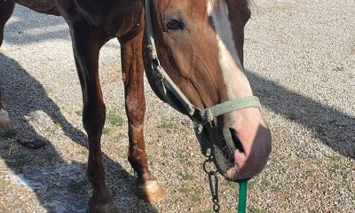 Bahçe hortumunu pipet gibi kullanarak su içen at