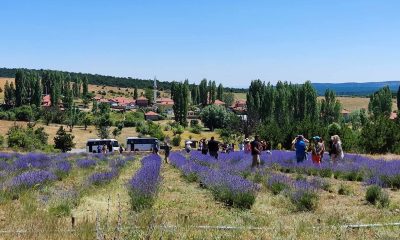 Mihalıççık’taki lavanta bahçesine fotoğrafçı akını