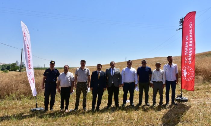 İnönü’de üretimine başlanan kanolada ilk hasat sevinci