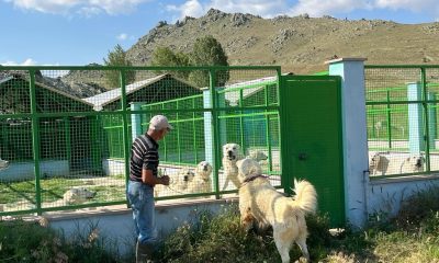 Koruma altındaki Sivrihisar akbaşlarının üreme dönemi başladı