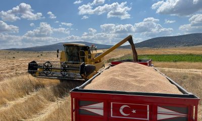 Çifteler ilçesinde çiftçi dönümden 1 ton buğday hasat etti