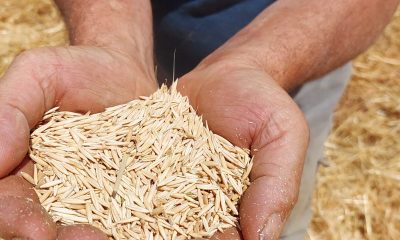 Eskişehir’de yulaf hasadı başladı