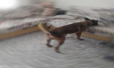 Eve yapılan baskında uyuşturucuları narkotik köpeği buldu