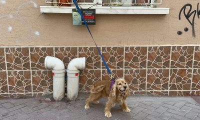 Zehirlenerek öldürüldüğü iddia edilen ‘Kahraman’ hayvanseverleri ayağa kaldırdı