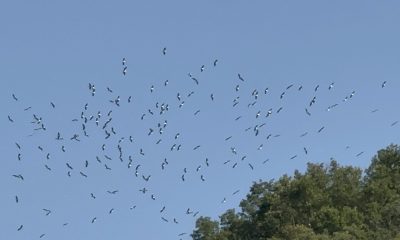 Göç eden leyleklerin eşsiz dansı görenleri heyecanlandırdı (Video Haber)