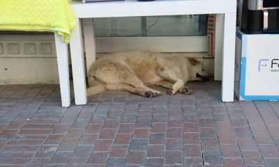 Sıcaktan yorgun düşen sevimli köpek masa altına sığındı