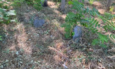 Yenilik Partisinden Mezarlıktan Park’a dönüştürülen alanla ilgili tepki