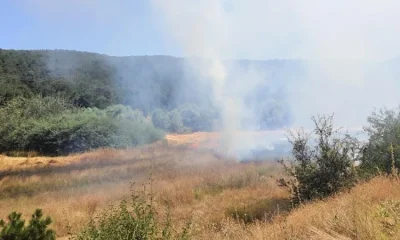 Tarla yangını ormana sıçramadan söndürüldü