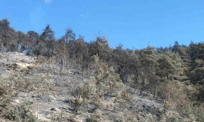 Bilecik’teki orman yangını kontrol altına alındı