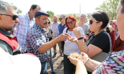 Altın bitki safran Eskişehirli hanımlara umut oluyor
