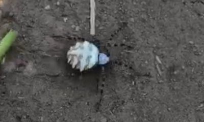 O zehirli örümcek türü bu kez de Eskişehir’de görüldü