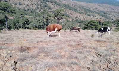 Kayıp 15 büyükbaş jandarma tarafından sahiplerine teslim edildi