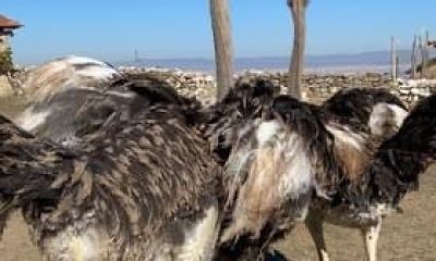 Eskişehir’de hobi bahçesindeki 2 deve kuşu firar etti