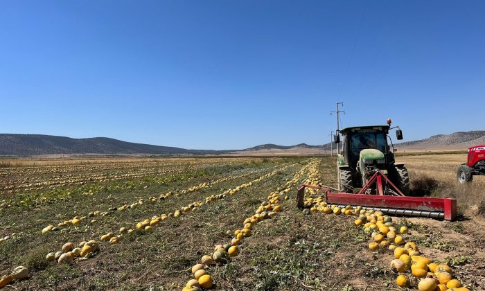 Eskişehir’de kabak çekirdeği hasadı başladı