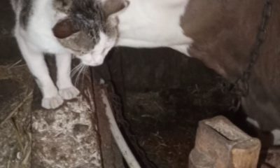 Bağlı olan arkadaşı buzağıyı sürekli ziyaret eden kedinin halleri gülümsetti (Video Haber)