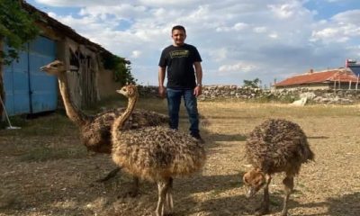 Kayıp olan deve kuşunu yakalayamayınca vurdurup etini dağıttı