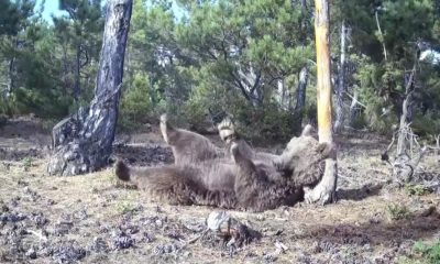 Boz ayının keyif anları görüntülendi