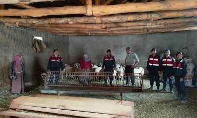 Kaybolan küçükbaş hayvanları jandarma buldu