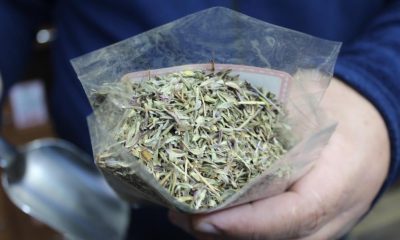 Nefes açıcı ‘dağ kekiği’ne ilgi