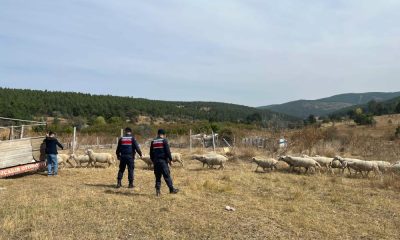 Kaybolan küçükbaş hayvan sürüsü, jandarma ekiplerince bulundu