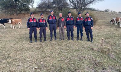 Kaybolan büyükbaş hayvanı jandarma buldu