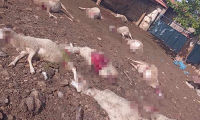 Ağıla giren kurtlar 13 koyunu telef etti