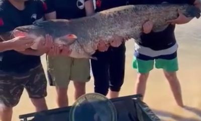 Eskişehirde 1,68 metre boyunda 48 kilogram ağırlığında yayın balığı yakaladı