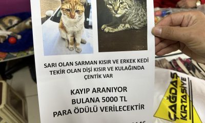 Kedilerini bulana 5 bin lira verecek