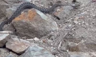 Kış uykusuna yatmak için yuva arayan yılan Eskişehir’de görüntülendi (Video Haber)